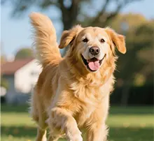 Canine Wellness
