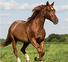 Equine Excellence