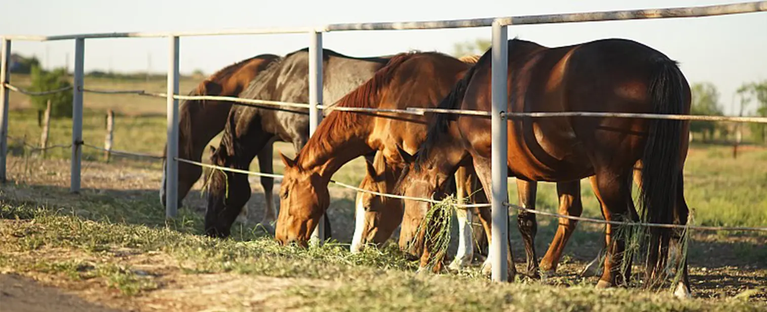 Horses grazing behind a fence