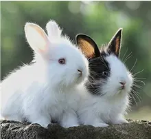 Exotic & Small Animals