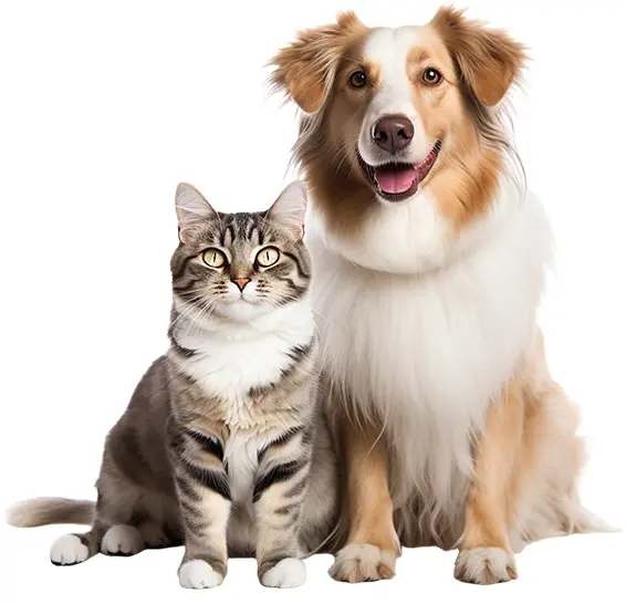pet nutrition health one stop solution